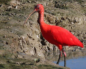 Ibis rouge