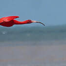 Ibis rouge