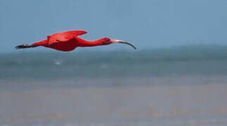 Scarlet Ibis