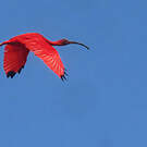 Ibis rouge
