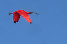 Ibis rouge