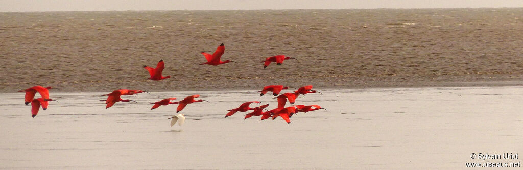 Ibis rougeadulte