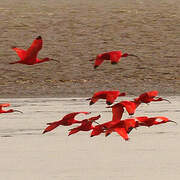 Scarlet Ibis