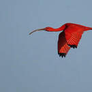 Ibis rouge