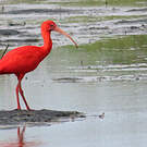Ibis rouge