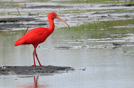 Ibis rouge