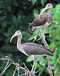 Ibis rouge