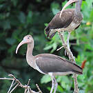 Ibis rouge