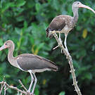 Ibis rouge