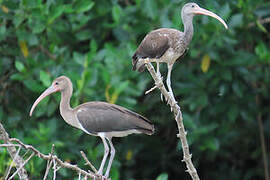 Ibis rouge
