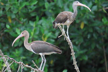 Ibis rouge