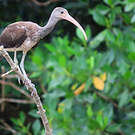Ibis rouge