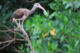 Ibis rouge