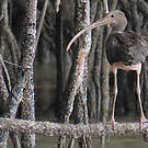 Ibis rouge