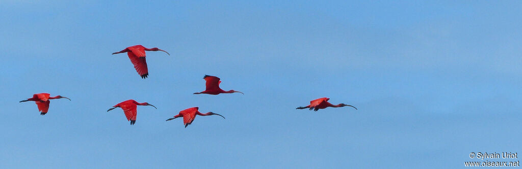 Ibis rougeadulte