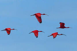 Ibis rouge