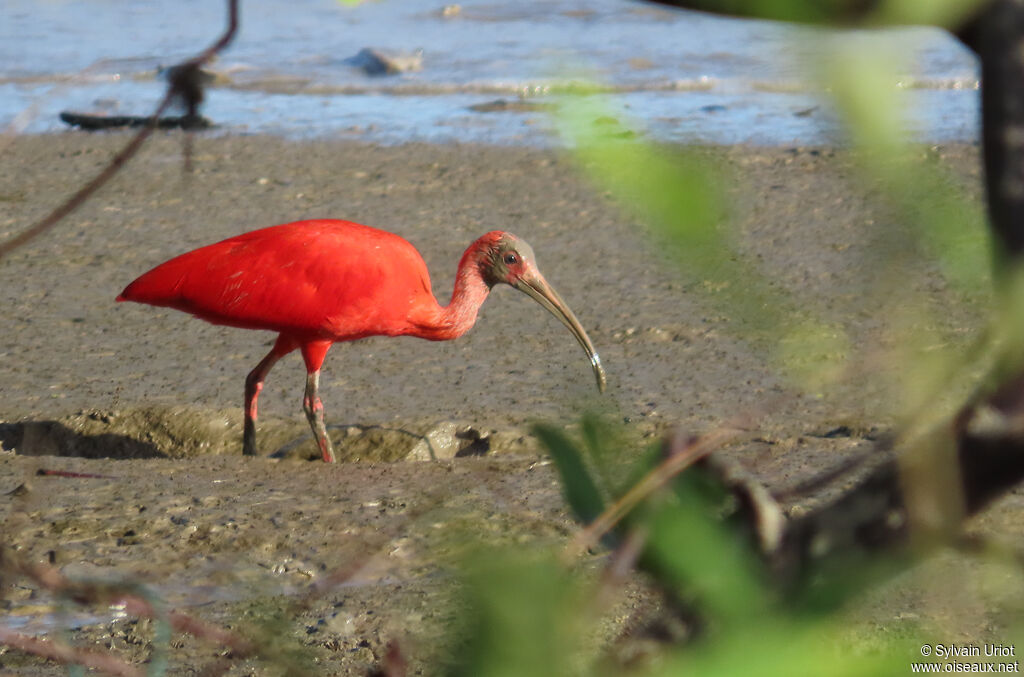Ibis rouge