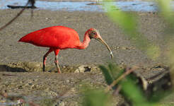 Ibis rouge