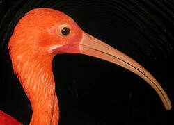 Ibis rouge