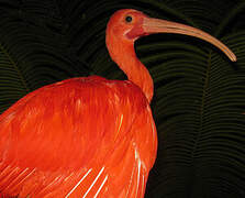 Scarlet Ibis