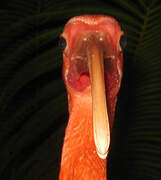 Scarlet Ibis