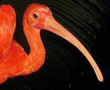 Scarlet Ibis