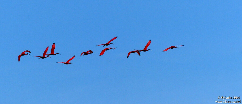 Ibis rougeadulte