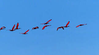 Scarlet Ibis