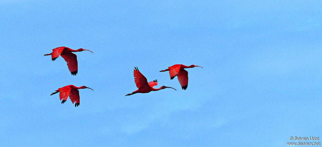 Ibis rougeadulte