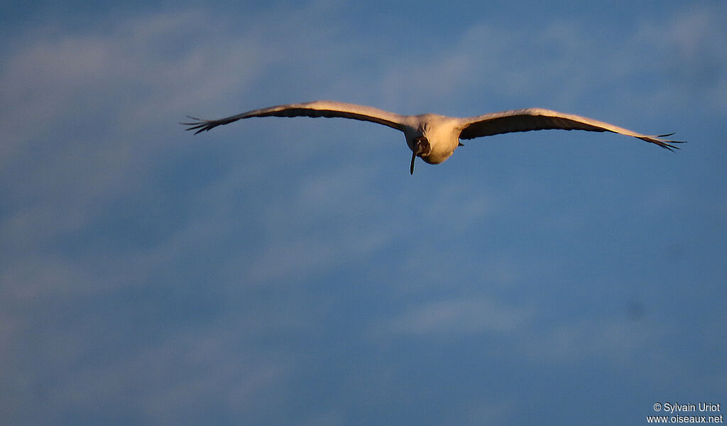 Ibis sacréadulte