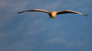 African Sacred Ibis