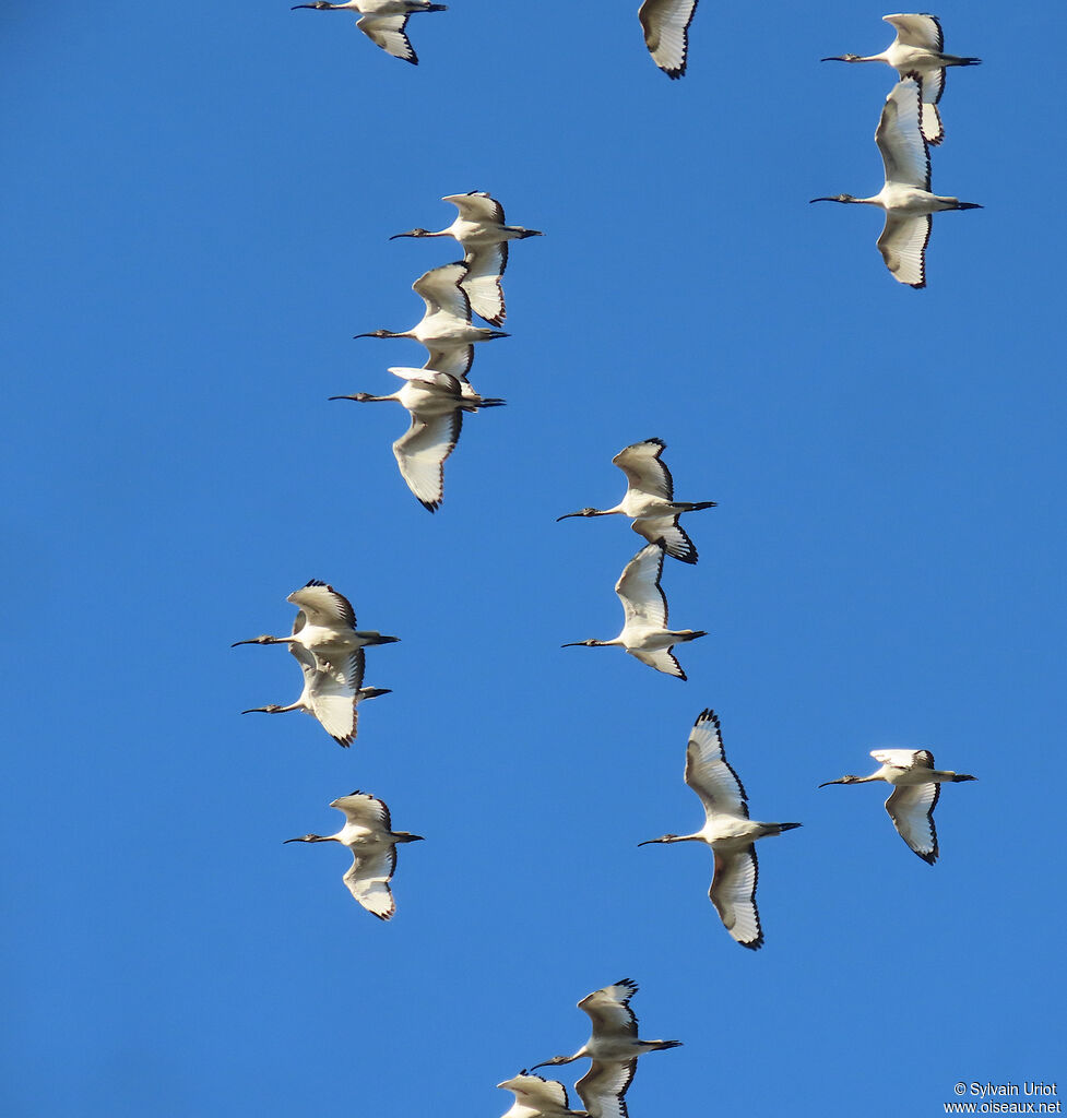 Ibis sacréimmature