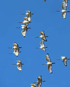 African Sacred Ibis