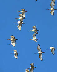 Ibis sacré
