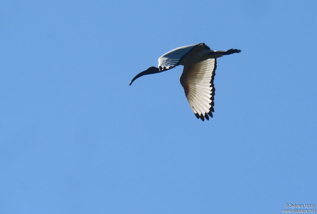 Ibis sacréadulte