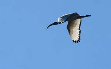 Ibis sacré