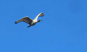 African Sacred Ibis