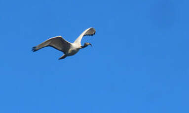 Ibis sacré