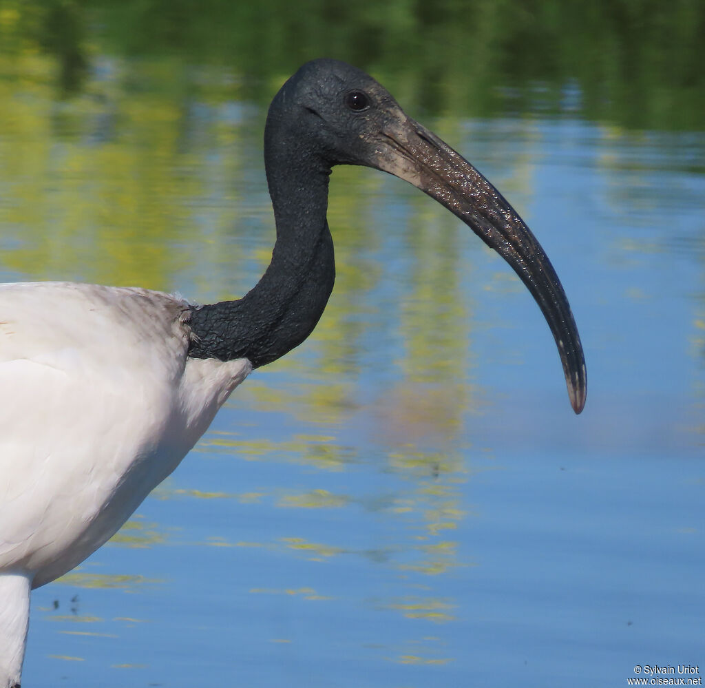 African Sacred Ibisadult