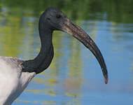 Ibis sacré