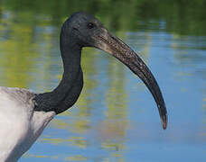 African Sacred Ibis