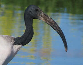 Ibis sacré