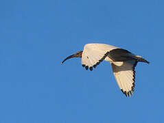 African Sacred Ibis