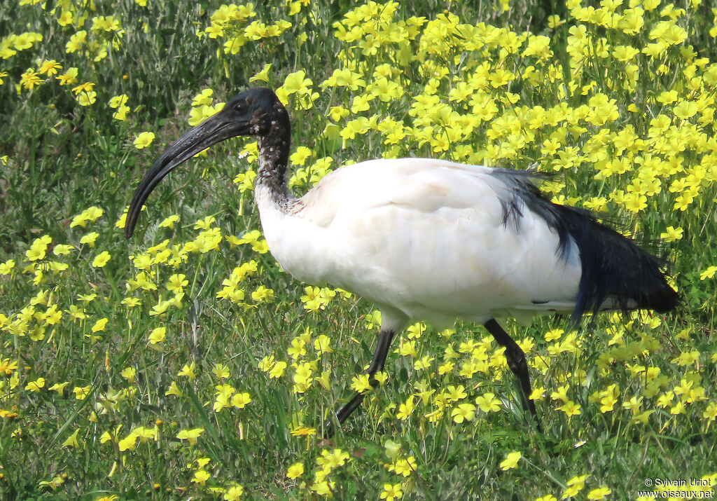 Ibis sacréadulte