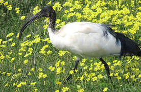 African Sacred Ibis