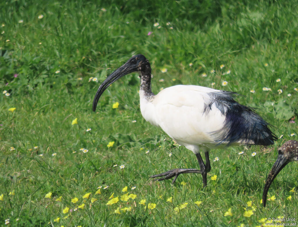 Ibis sacréadulte