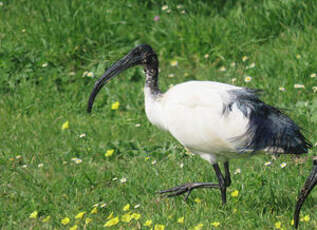 Ibis sacré