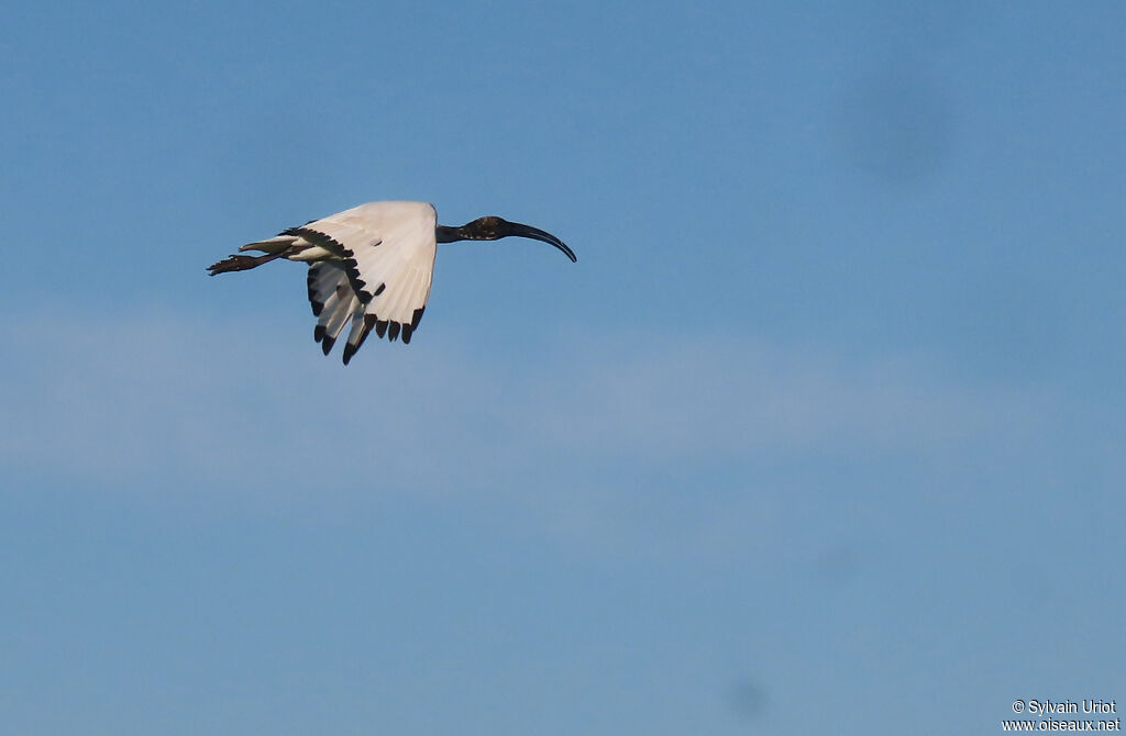 Ibis sacréadulte