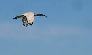 African Sacred Ibis