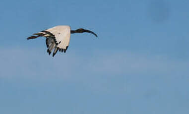 Ibis sacré